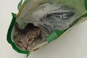 Eingepackt in eine Plastiktüte wurde eine Babykatze vor einem Altglascontainer ausgesetzt.