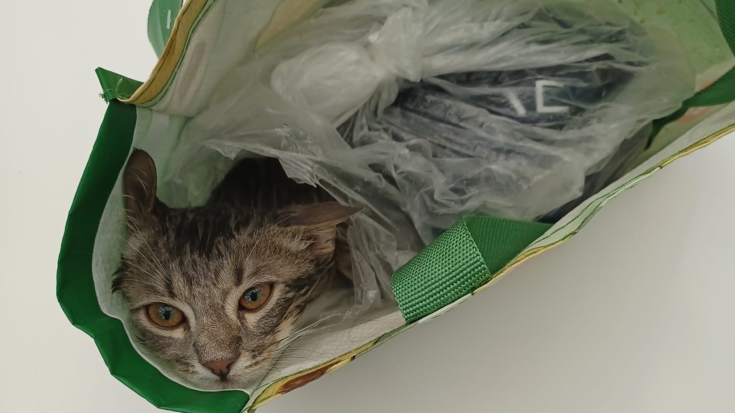 Eingepackt in eine Plastiktüte wurde eine Babykatze vor einem Altglascontainer ausgesetzt.