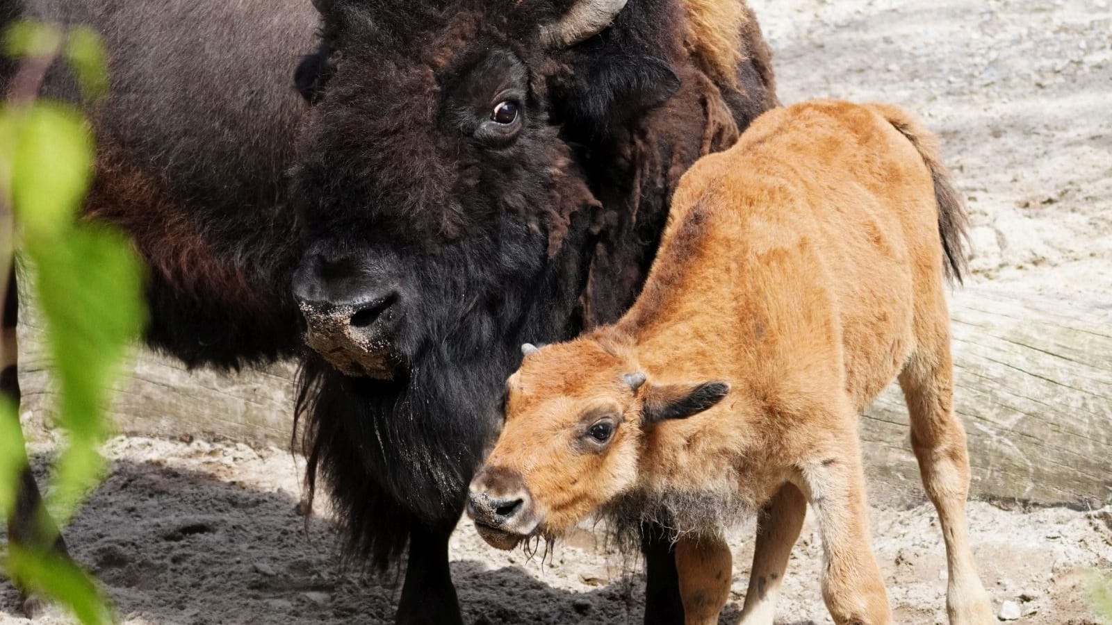 Der kleine Bulle hat ein deutlich helleres Fell als die erwachsenen Bisons.