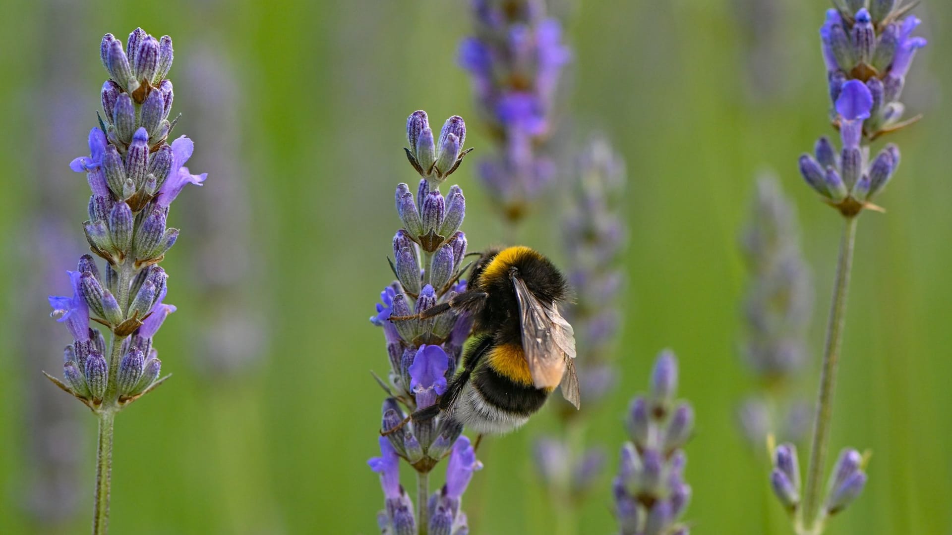 Lavendel mit einer Hummel