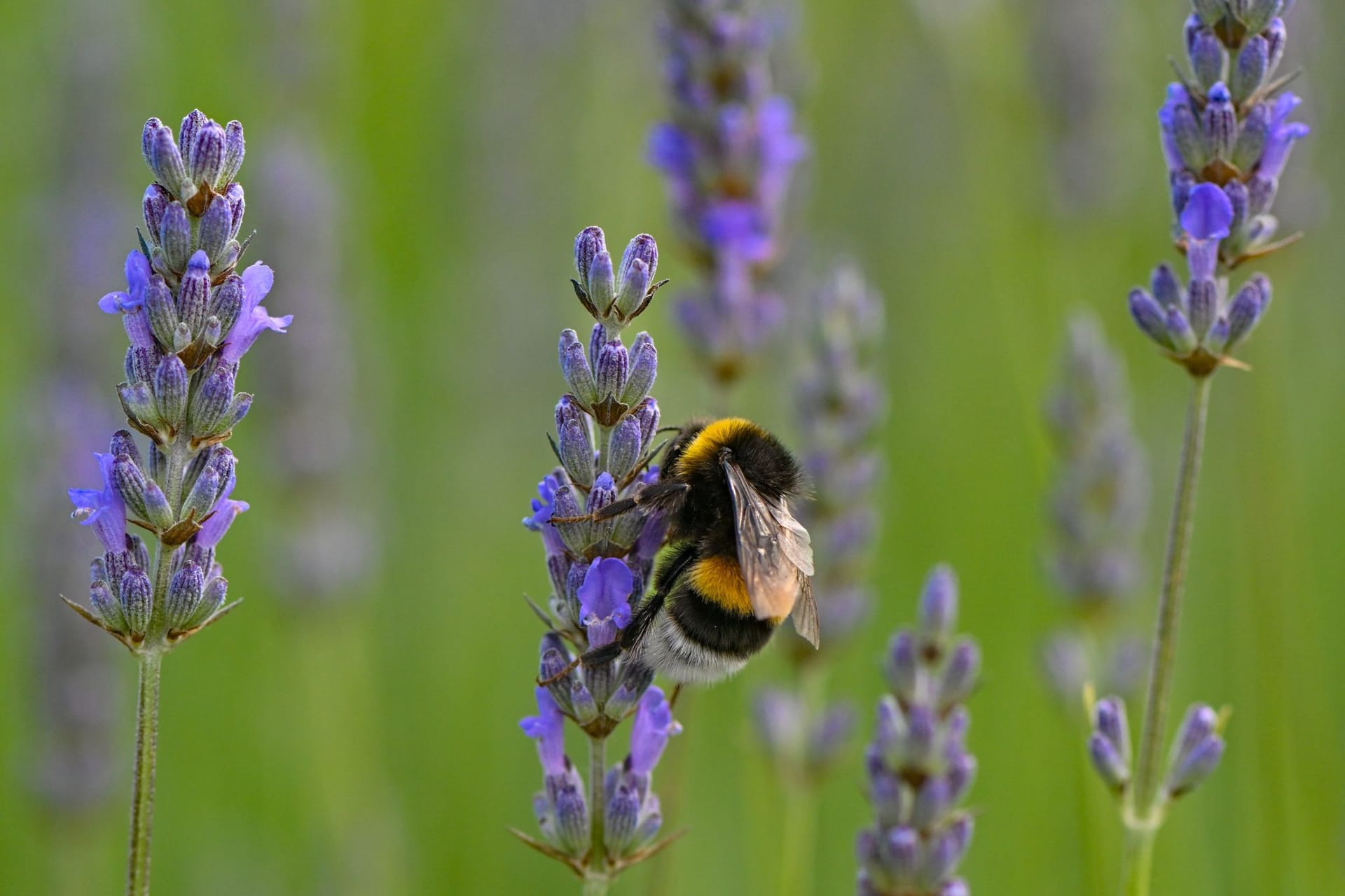 Lavendel mit einer Hummel