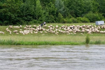 Eine Schafherde weidet auf einer Wiese neben der Donau in Kelheim. Die Hochwasser-Situation hat sich in der letzten Nacht nicht verschärft.