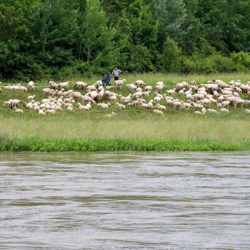Eine Schafherde weidet auf einer Wiese neben der Donau in Kelheim. Die Hochwasser-Situation hat sich in der letzten Nacht nicht verschärft.