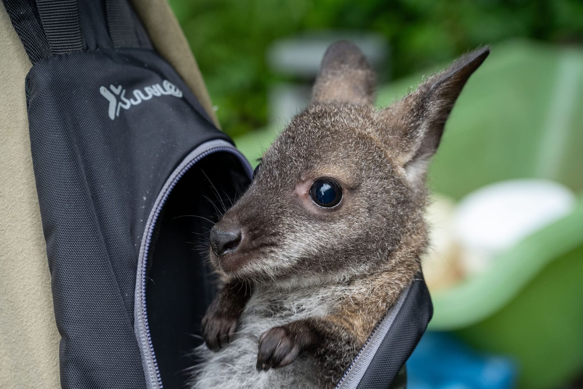 Zoo Stralsund