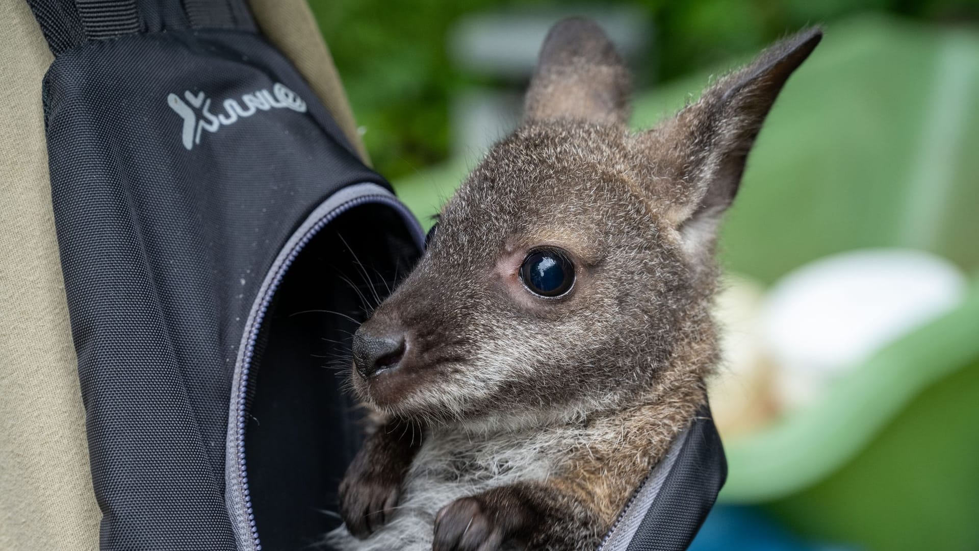 Zoo Stralsund