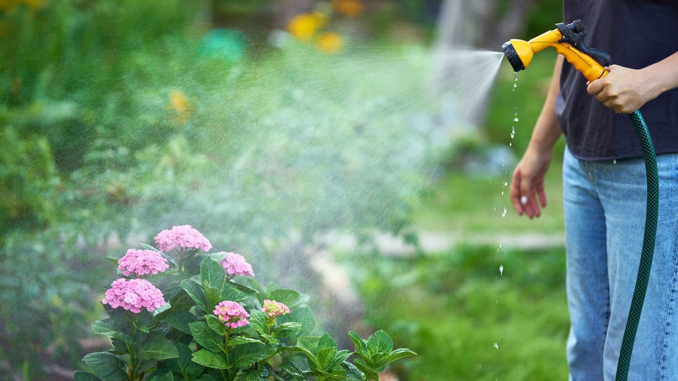 Eine Frau gießt ihre Blumen (Symbolfoto): Die Hannover hat knappe Grundwasserstände zu beklagen.