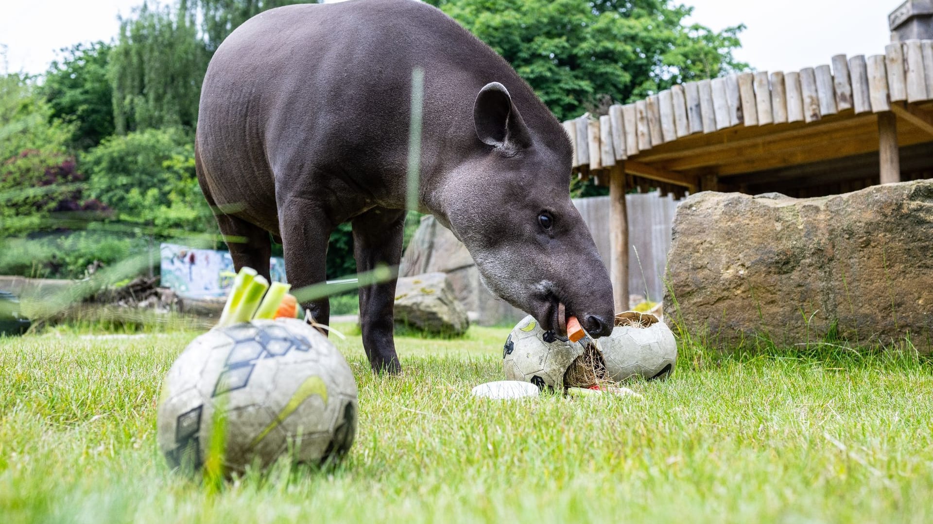 EM2024 - Tapir Theo wird Orakel für Deutschlandspiele EM2024 - Tapir Theo wird Orakel für Deutschlandspiele