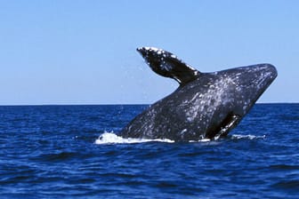Grauwal springt aus dem Wasser (Symbolbild): Die weiblichen Wale gleichen sich in ihrer Körpergröße immer mehr den Männlichen an.