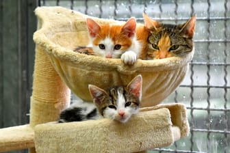 Drei Katzen in einem Tierheim (Symbolbild): Das Tierheim Hannover hat keinen Platz mehr für Katzen.