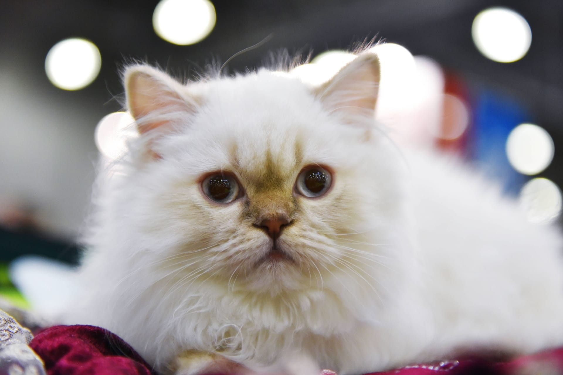 Eine Britisch-Langhaar-Katze (Symbolbild): In Hannover wurden fünf solcher Rassekatzen ausgesetzt.