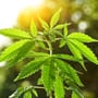 Cannabis-Social-Clubs in Niedersachsen: Die Regeln für den Marihuana-Anbau