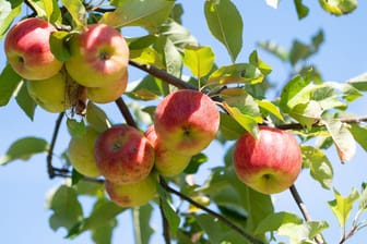 Äpfel auf Streuobstwiesen