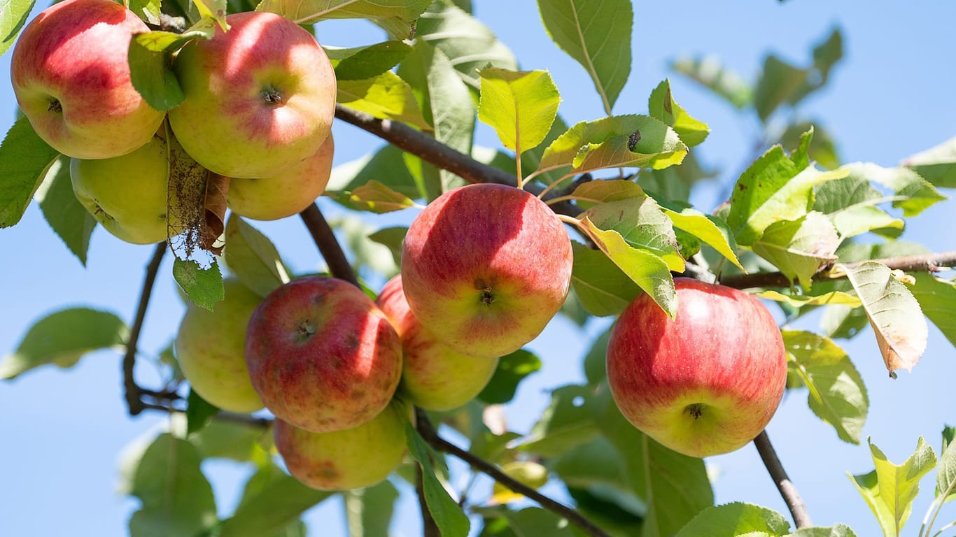 Äpfel auf Streuobstwiesen