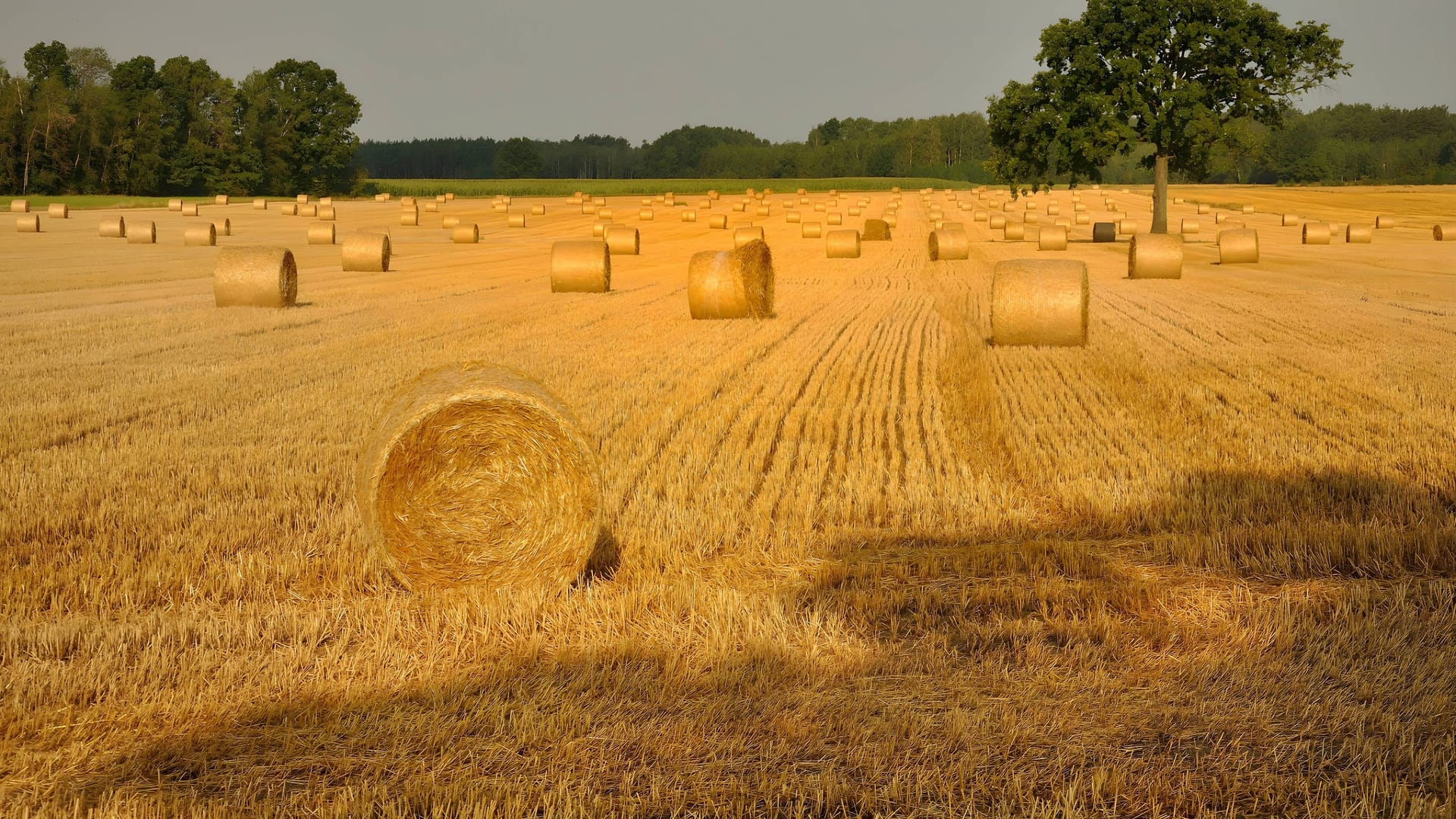 Heuballen auf einem Feld (Symbolbild): Ein Arbeiter ist in Italien schwerst verletzt liegen gelassen worden.