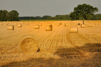 Heuballen auf einem Feld (Symbolbild): Ein Arbeiter ist in Italien schwerst verletzt liegen gelassen worden.