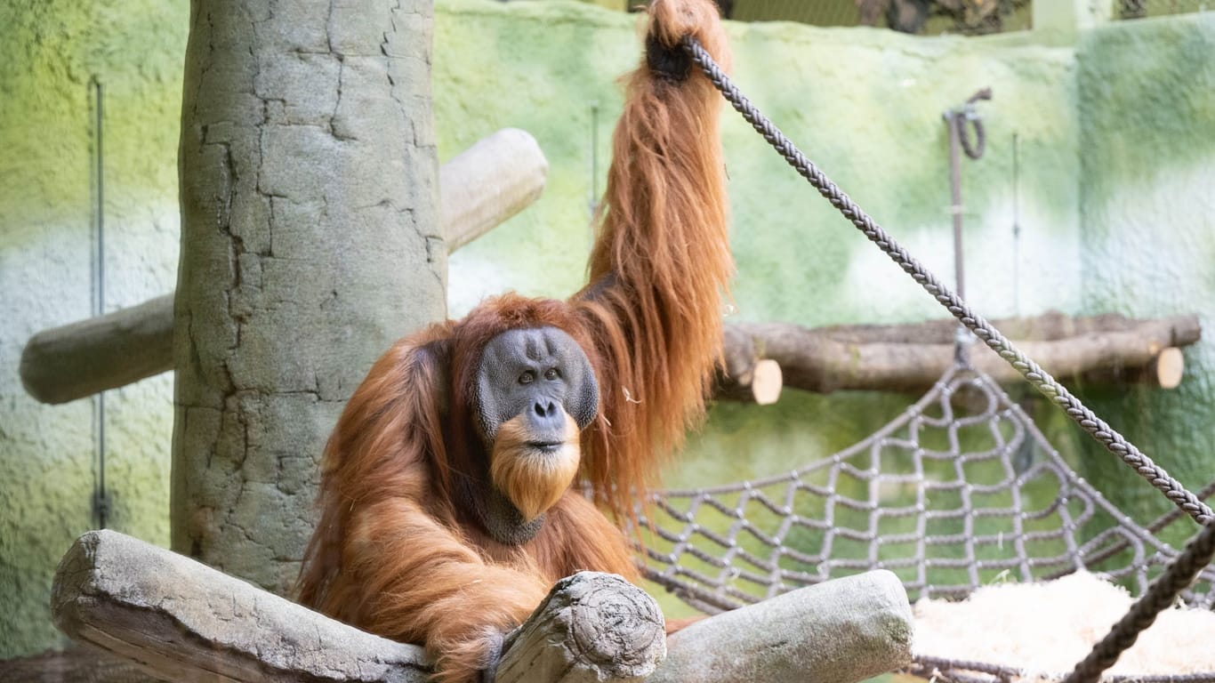 Ein Orang-Utan sitzt im neuen Orang-Utan-Haus im Zoo Dresden in seinem Gehege: Der Neubau ist mit 22 Millionen Euro die größte Investition der 163-jährigen Geschichte des Zoos.