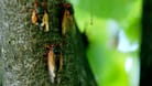 Pilz verwandelt Zikaden in "Sex-Zombies"