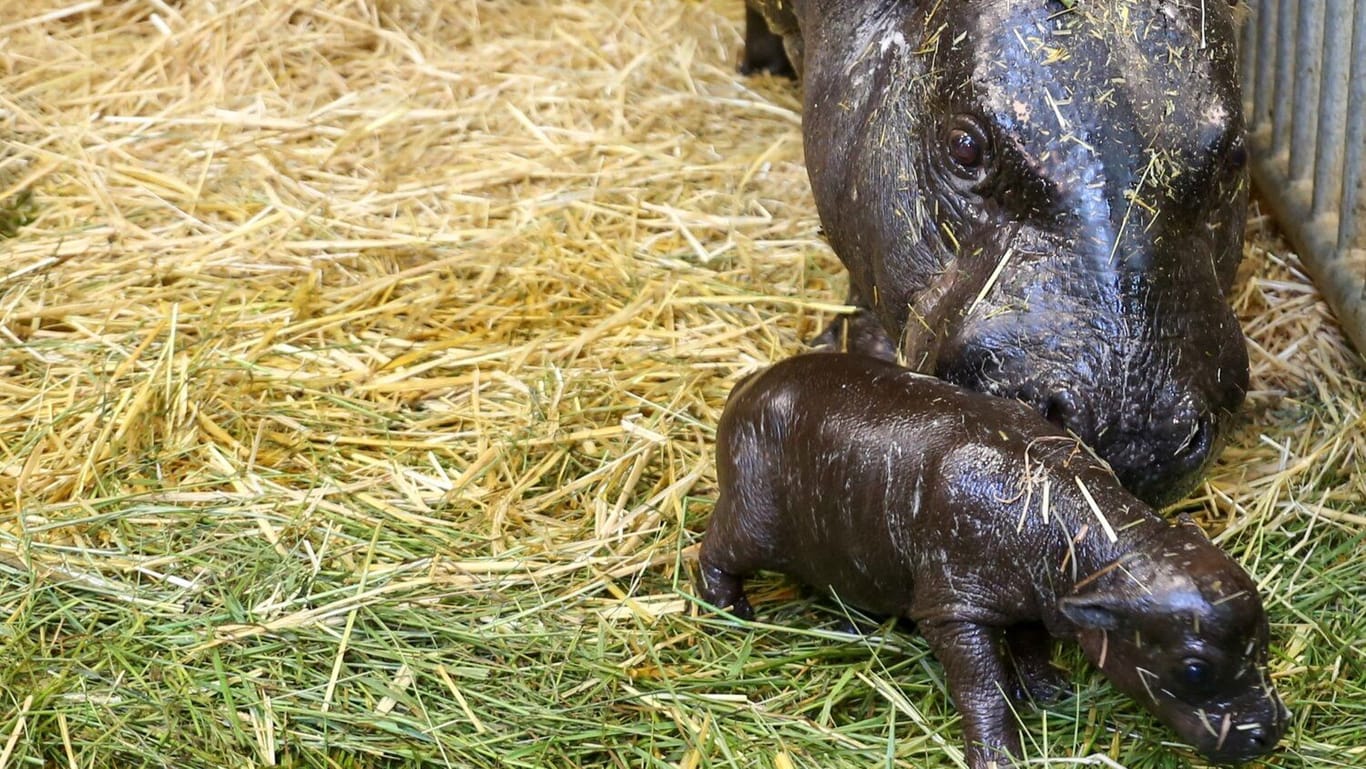 Hippo-Mama Debbie mit ihrem Neugeborenen.