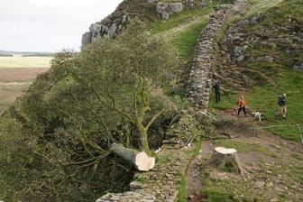 Sycamore Tree