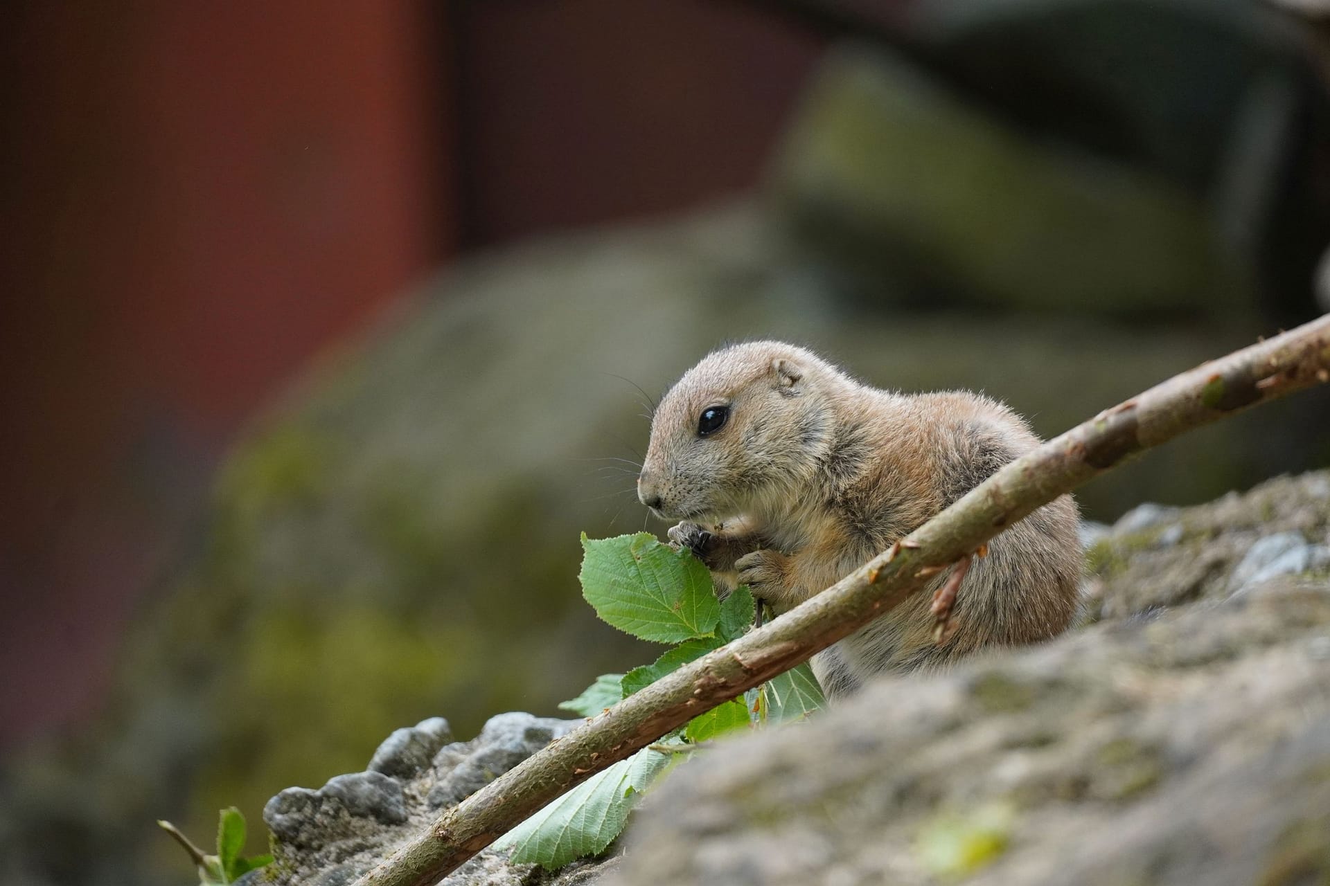 Schwarzschwanz-Präriehund im Zoo in Hannover: Das Jungtier wurde im April geboren.