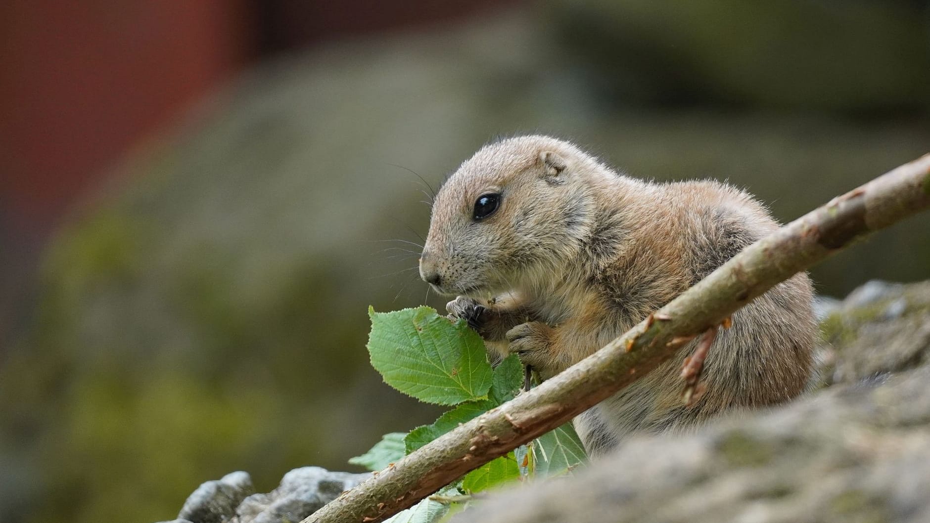 Schwarzschwanz-Präriehund im Zoo in Hannover: Das Jungtier wurde im April geboren.