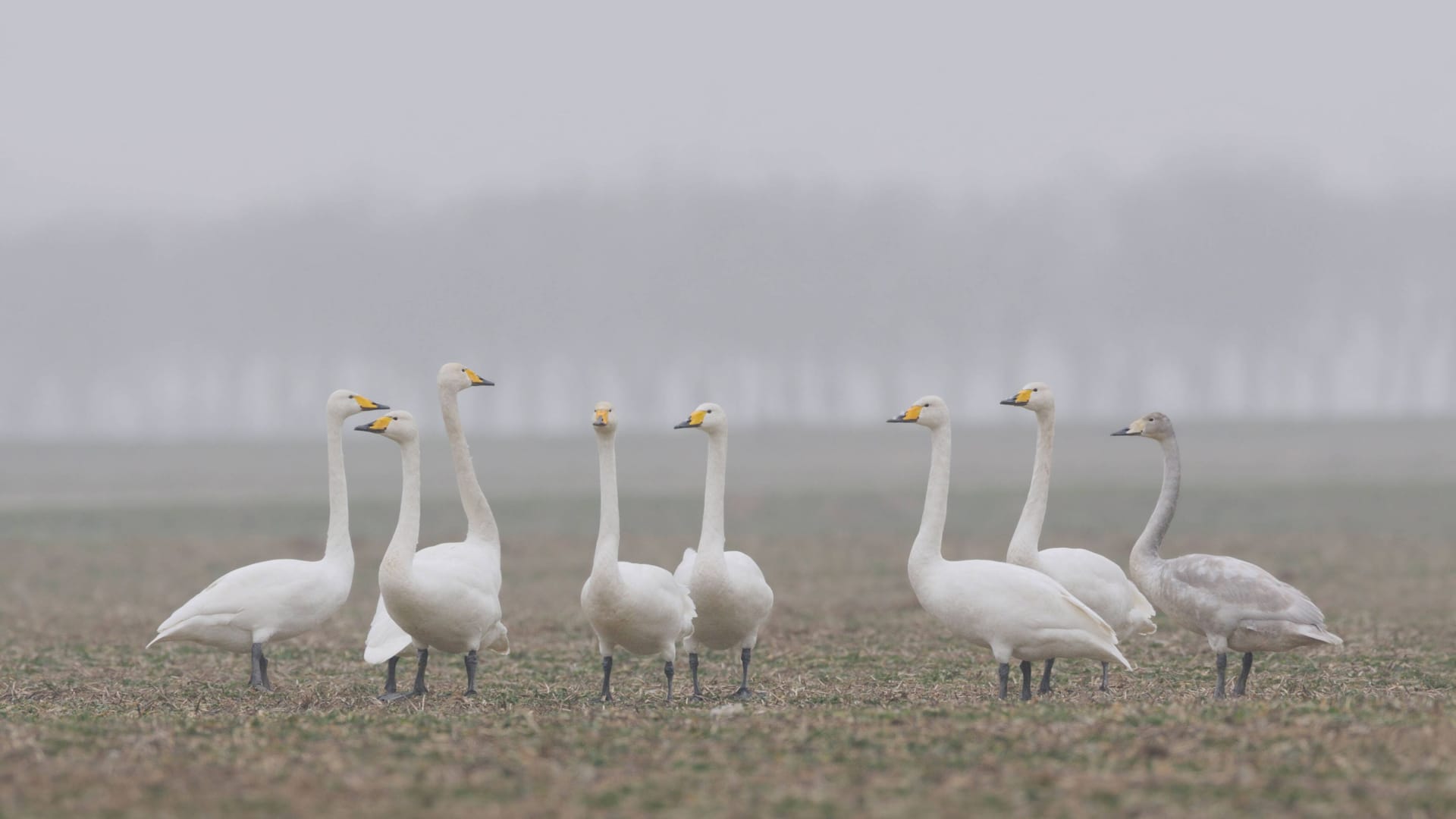 Singschwäne auf einer Wiese (Symbolbild): Es soll zu Beginn der neuen Woche immer wieder zu Regenschauern kommen.