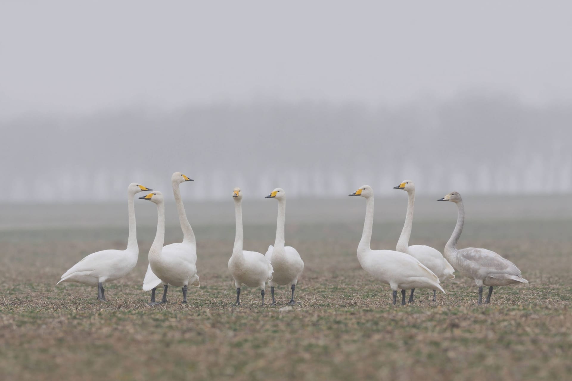 Singschwäne auf einer Wiese (Symbolbild): Es soll zu Beginn der neuen Woche immer wieder zu Regenschauern kommen.