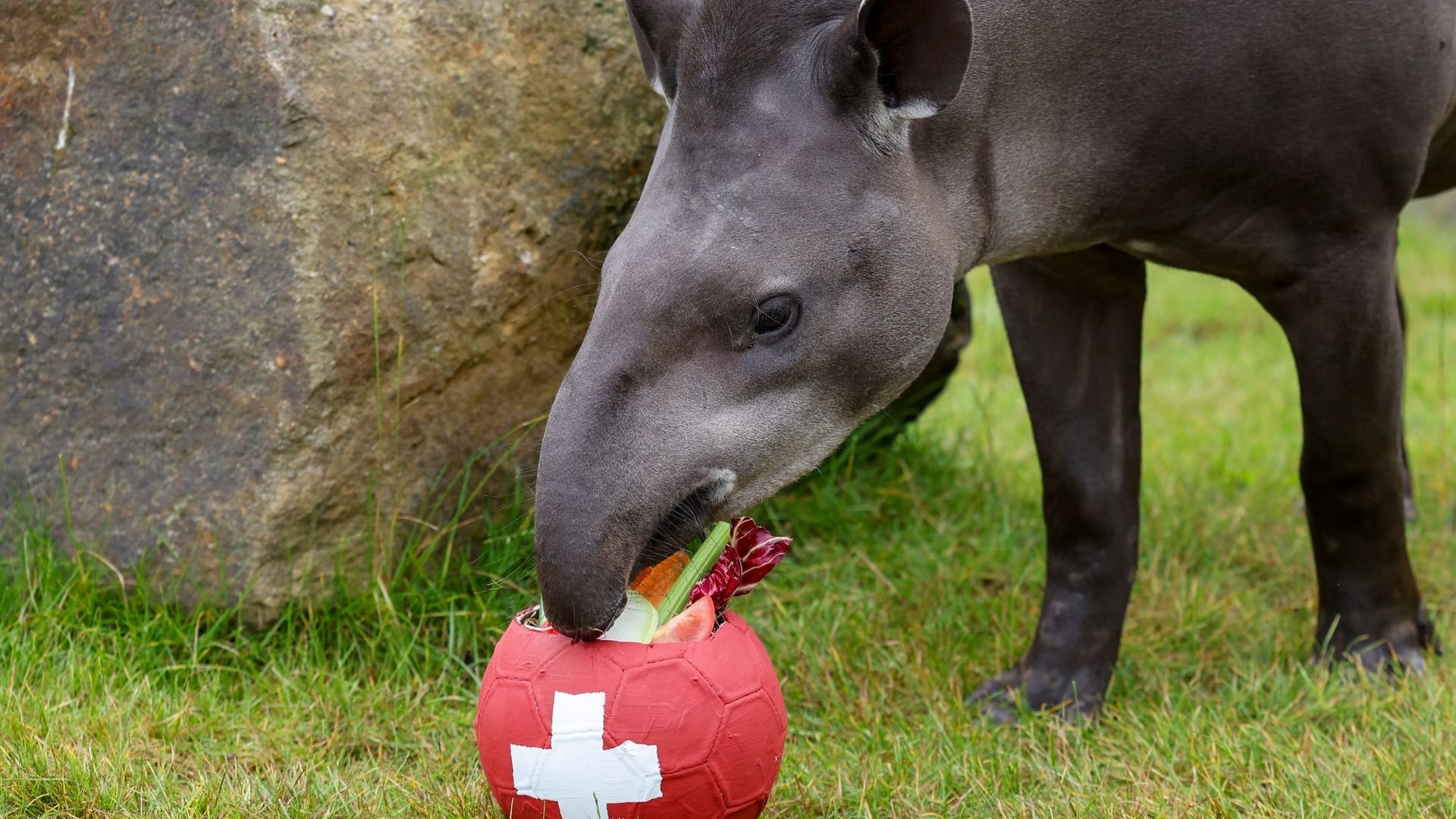 Tapir-Orakel Theo Tapir-Orakel Theo
