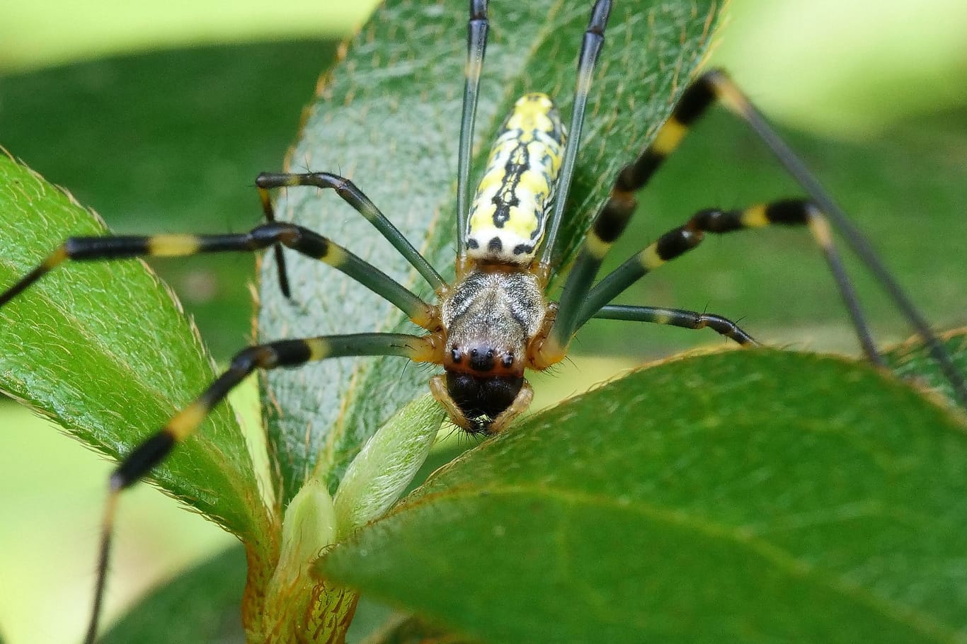 Trichonephila clavata: Die asiatische Spinne kann auch kurze Frostperioden überstehen.