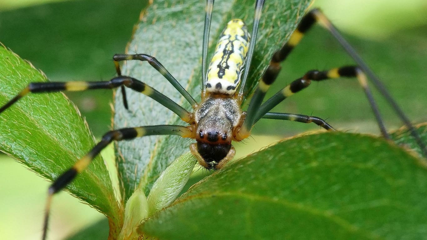 Trichonephila clavata: Die asiatische Spinne kann auch kurze Frostperioden überstehen.