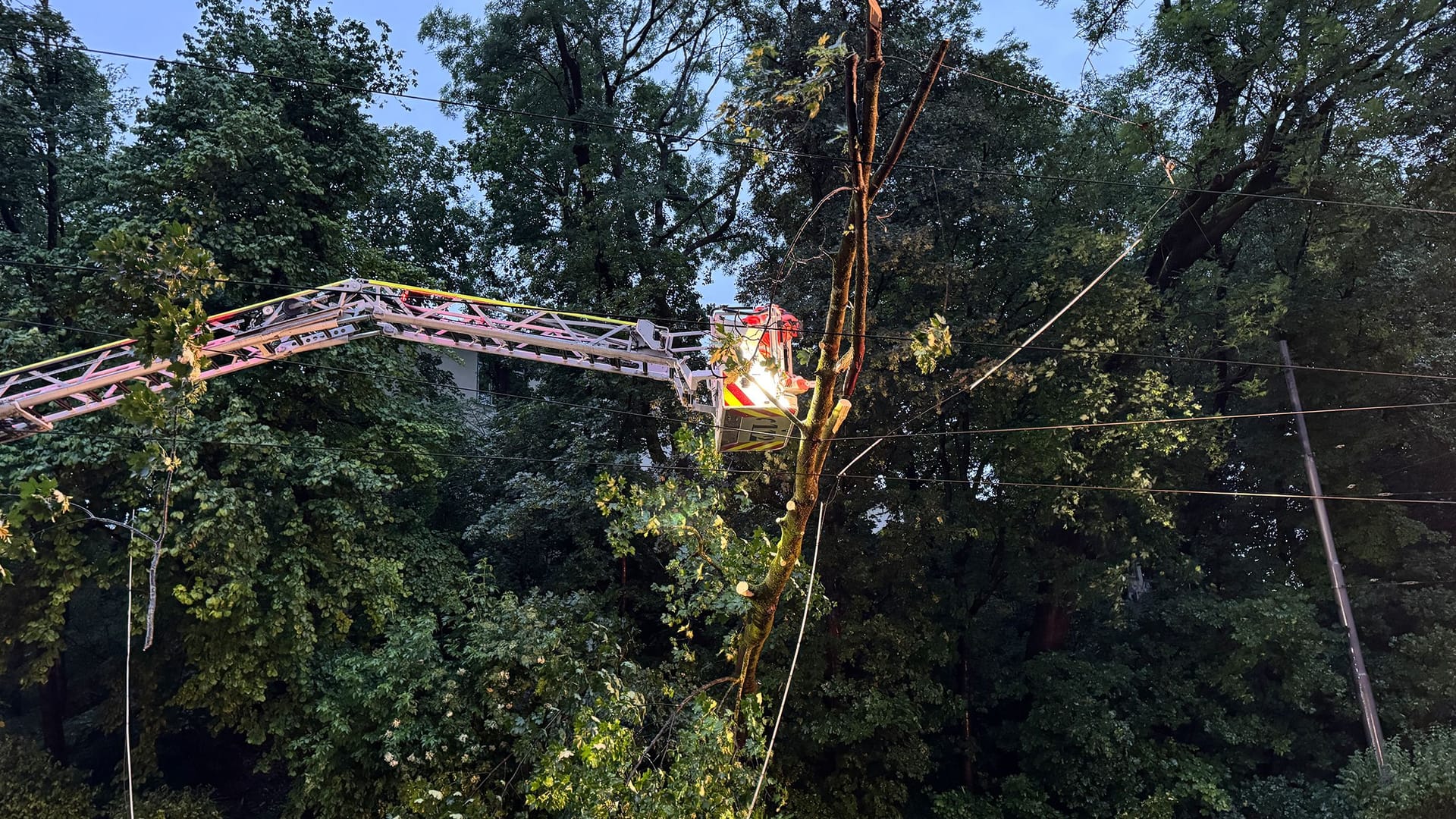 Ein Baum in der Montgelasstraße wurde entwurzelt und fiel auf die Oberleitung der Tram.