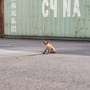 Füchse in Autowerkstatt gehen bei Tiktok viral