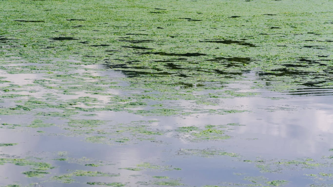 Von Blaualgen befallenes Wasser in einem See (Symbolbild): Der Bezirk Wandsbek hat das Sommerbad Volksdorf vorerst gesperrt.