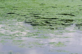 Von Blaualgen befallenes Wasser in einem See (Symbolbild): Der Bezirk Wandsbek hat das Sommerbad Volksdorf vorerst gesperrt.