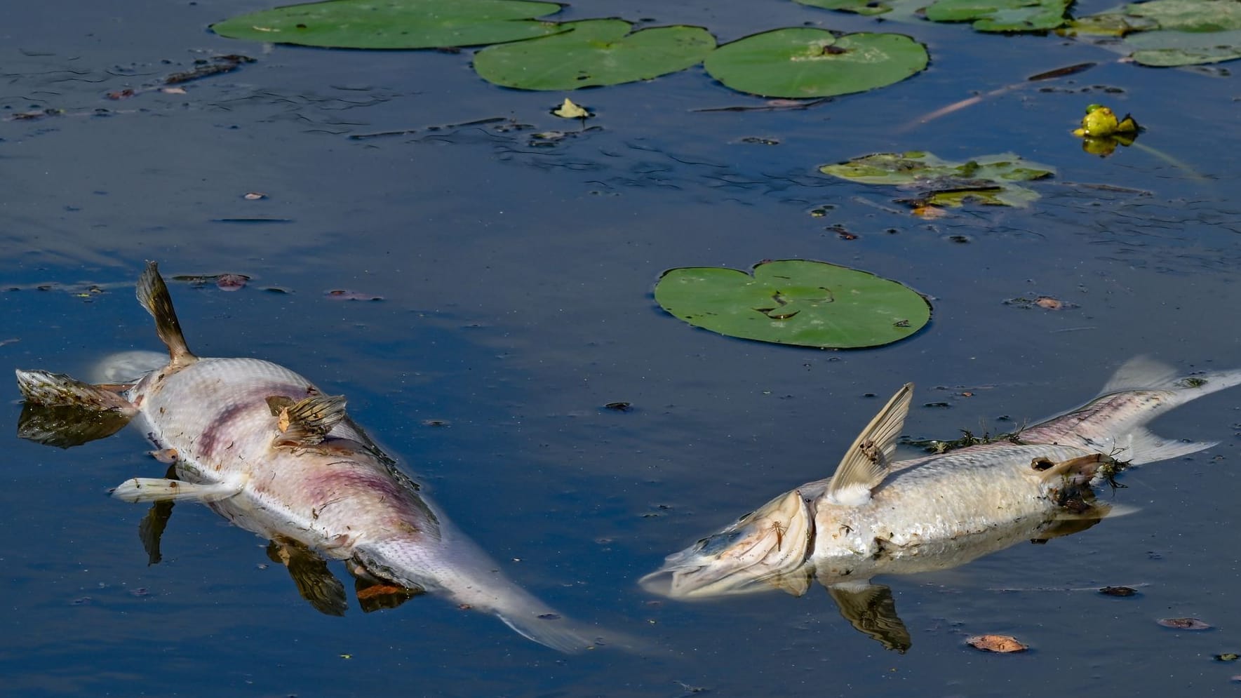 Erneut tote Fische im Fluss Oder