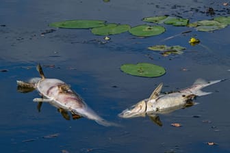 Erneut tote Fische im Fluss Oder