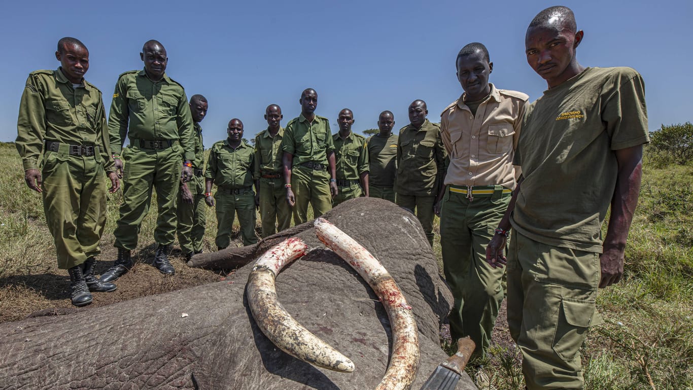 Ein von Wilderern geschossener Elefant: Der botswanische Präsident hat die Trophäenjagd wieder zugelassen.