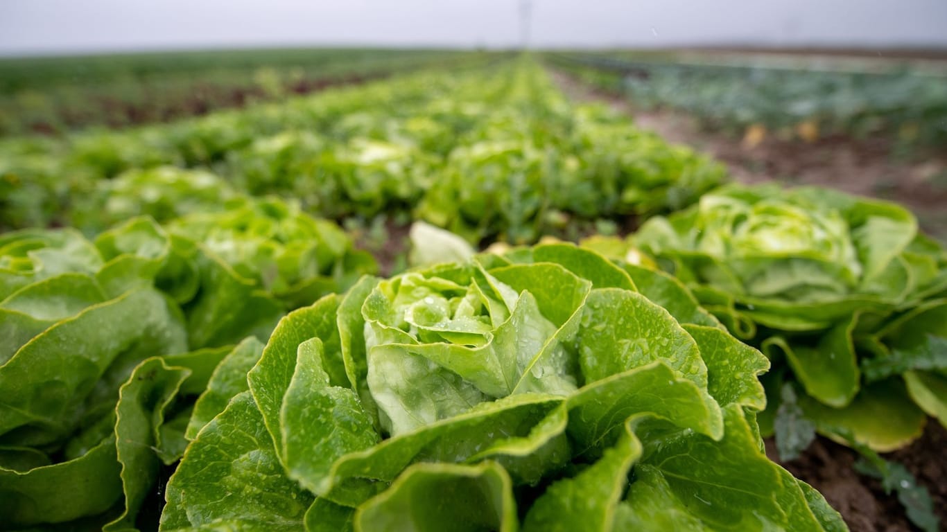 Regen auf Kopfsalat