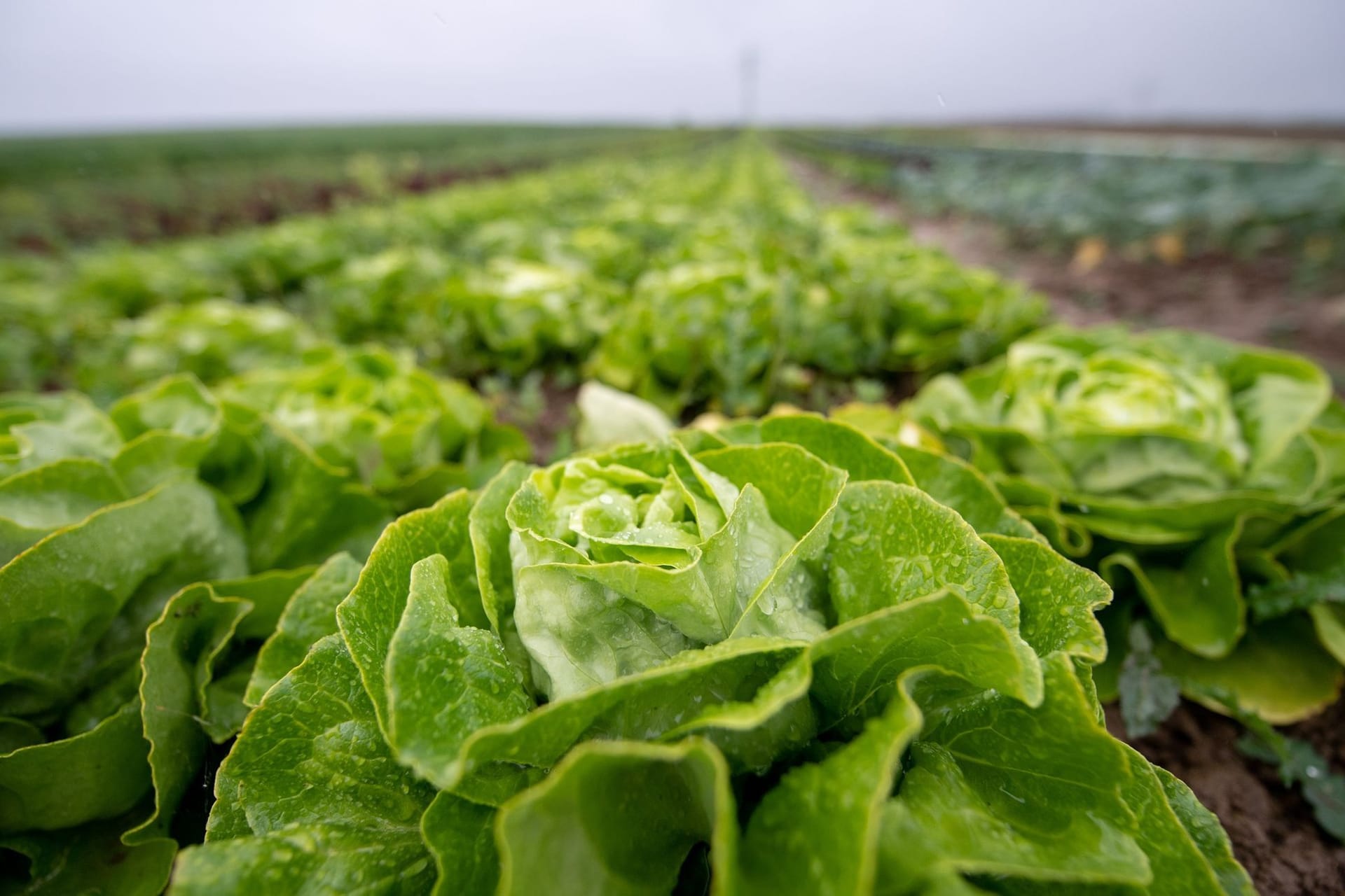 Regen auf Kopfsalat