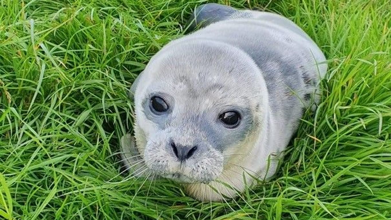 Heuler "Fussel" liegt auf Gras und schaut in die Kamera: Der kleine Seehund ist erst wenige Tage alt.