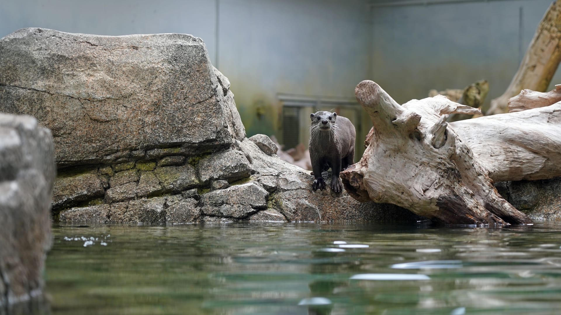 Das Pärchen Glattotter ist bereits Ende April in die knapp 145 Quadratmeter große Innenanlage im neuen Orang-Utan-Haus eingezogen: Auch Aldabra-Riesenschildkröten, Binturongs und Tonkin-Languren leben jetzt dort.