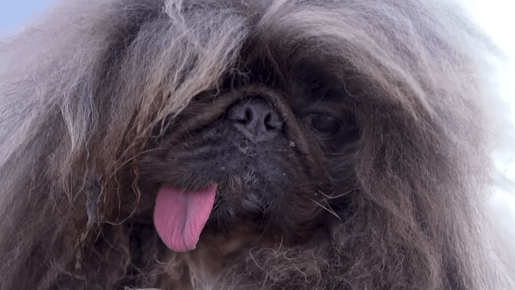 "Hässlichster Hund der Welt" Video zeigt die TopPlatzierten