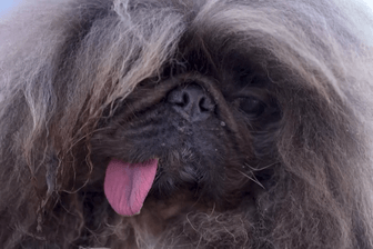 Er ist der "hässlichste Hund der Welt"Der Pekinese: "Wild Thang" wurde von einer Jury in den USA auserkoren.