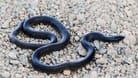 Neue Schlangenart entdeckt