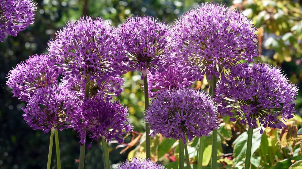 Allium giganteum Riesenlauch als Zierpflanze im Garten