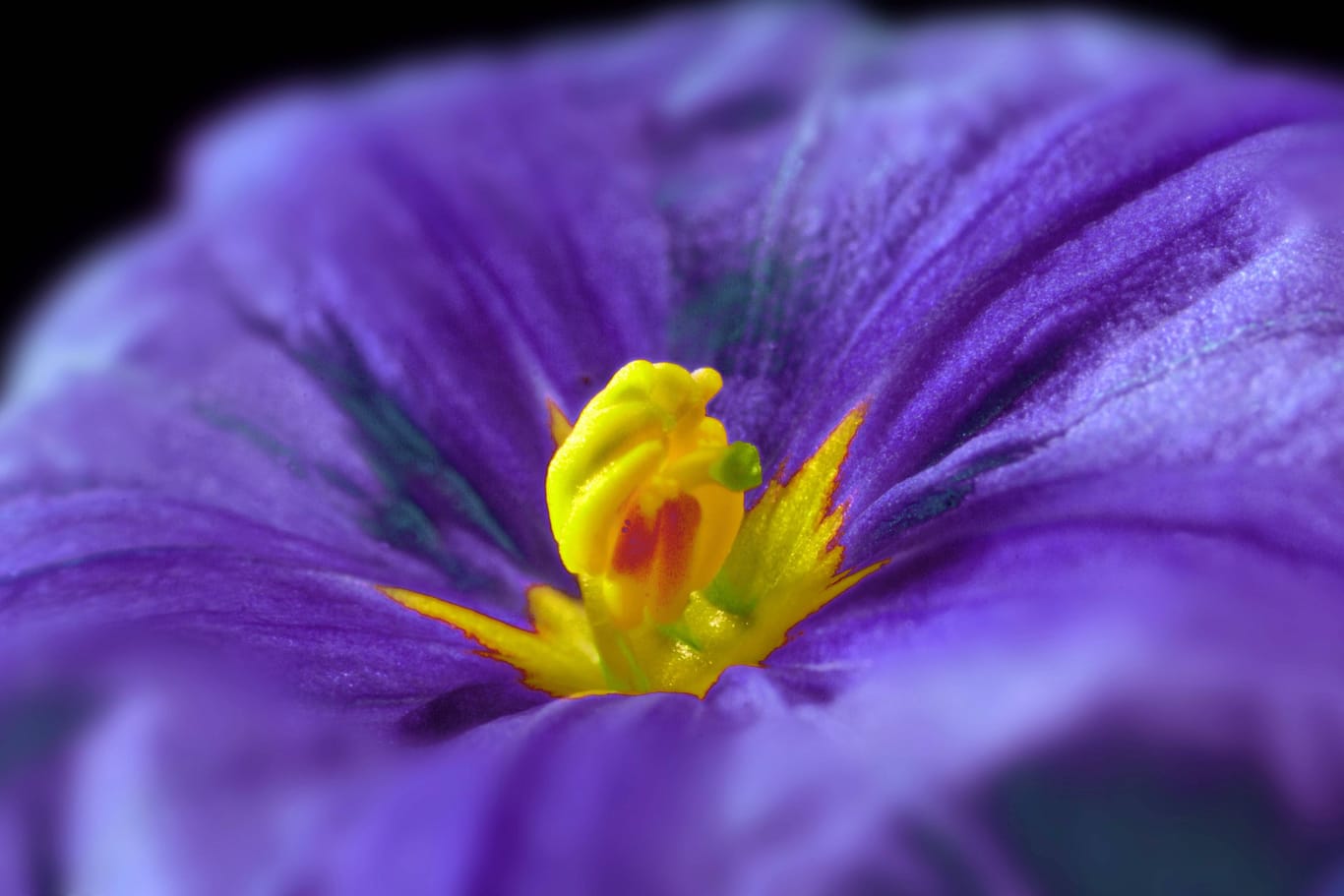 Der Enzianstrauch begeistert mit seiner Blütenpracht – wenn alles gut läuft.