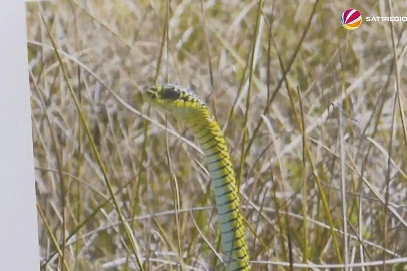 Giftige Afrikanische Baumschlange in Oeversee bestätigt – Reptil noch nicht eingefangen