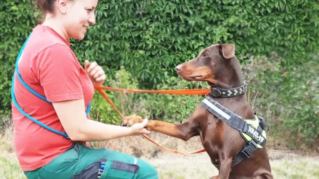 Hund Toffi im Tierheim Berlin