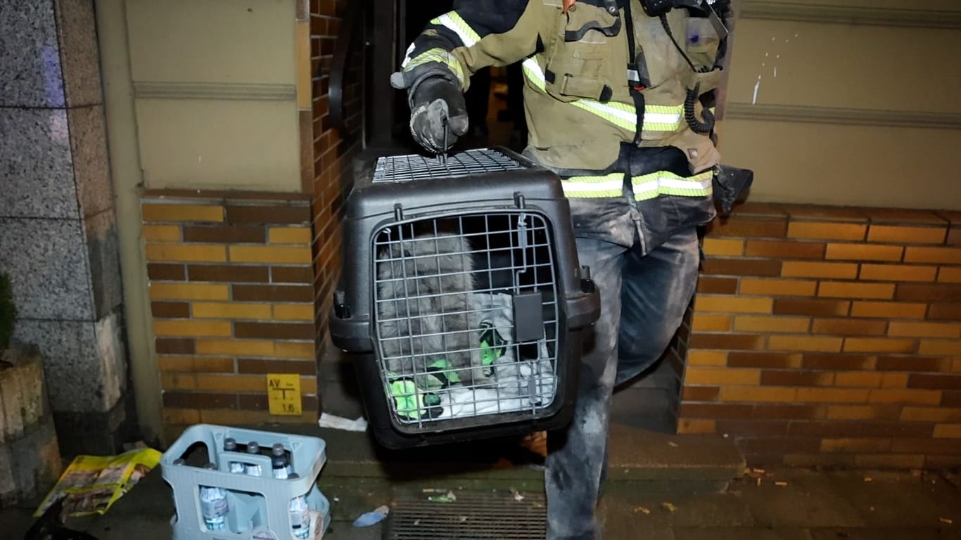 Die gerettete Katze in einer Transportbox: Das Tier konnte nur durch einen aufwendigen Einsatz befreit werden.