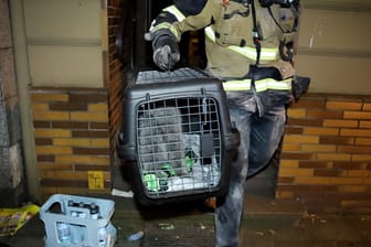 Die gerettete Katze in einer Transportbox: Das Tier konnte nur durch einen aufwendigen Einsatz befreit werden.